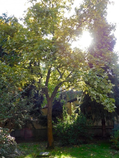 Fájl:Millenniumi emlekfa Elek.jpg